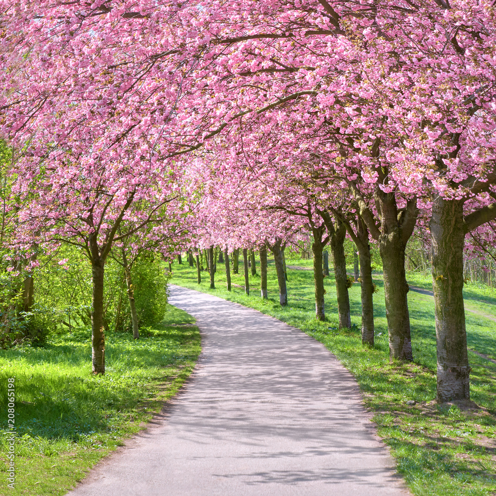 Alley of blossoming cherry trees following the path of the former Wall in Berlin, Germany Alley of blossoming cherry trees following the path of the former Wall in Berlin, Germany