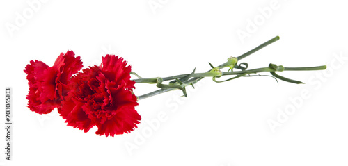 red carnation flowers isolated on white background