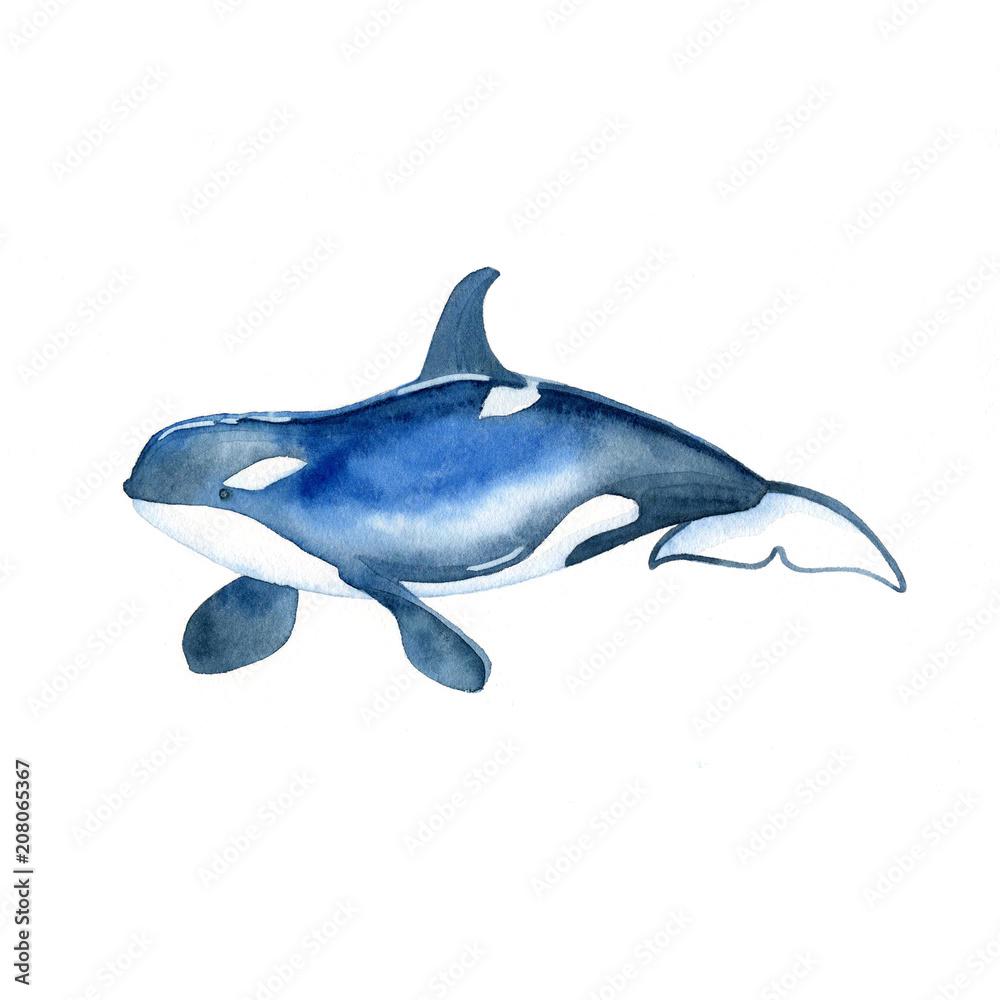 Killer whale watercolor raster. Animals underwater world raster.