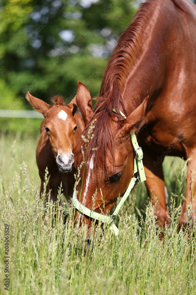 Extreme closeup mother horse and her newborn foal Extreme closeup mother horse and her newborn foal