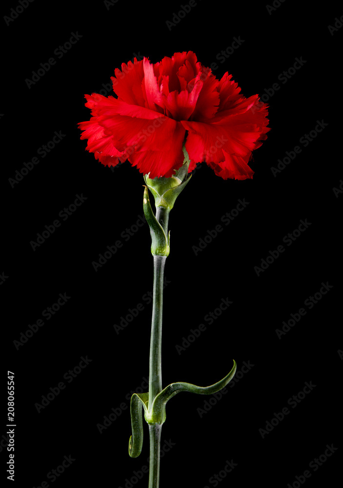 red carnations isolated on a black background red carnations isolated on a black background