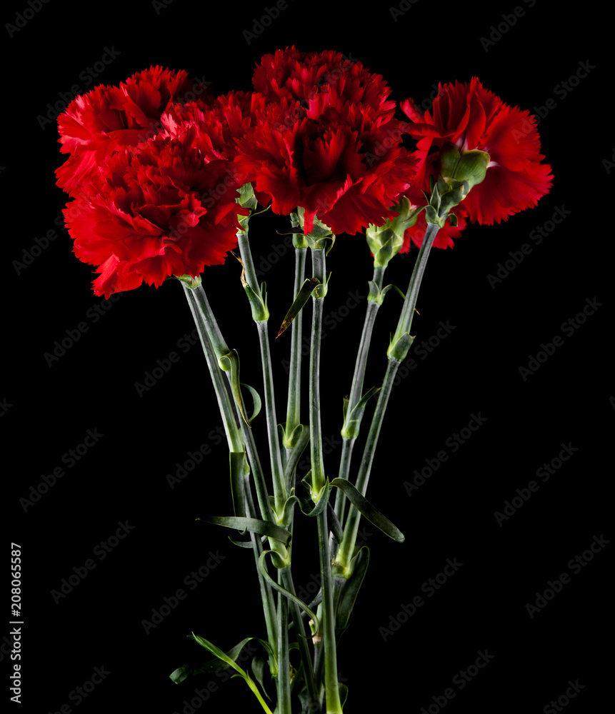 red carnations isolated on a black background red carnations isolated on a black background
