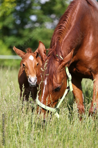Extreme closeup mother horse and her newborn foal