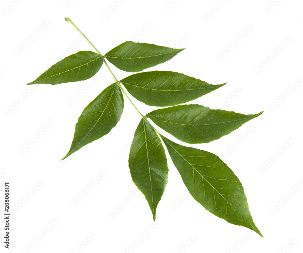 green leaves isolated on white background green leaves isolated on white background