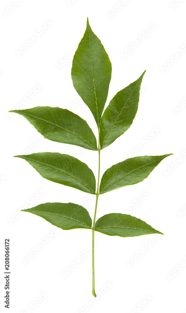 green leaves isolated on white background