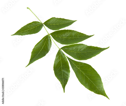 green leaves isolated on white background