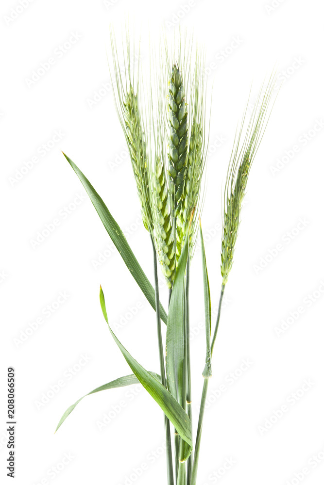 green spikelets of wheat isolated on white background green spikelets of wheat isolated on white background