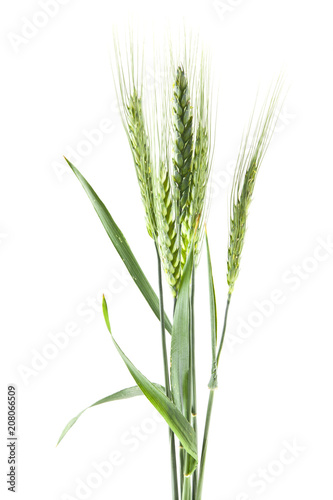 green spikelets of wheat isolated on white background