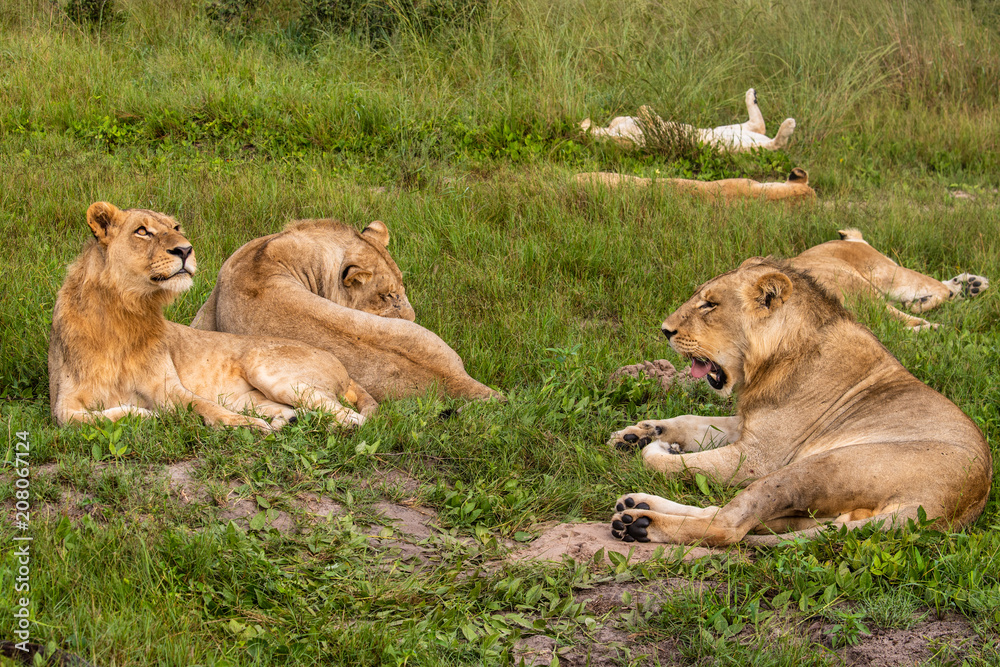 Mighty Lion watching the lionesses who are ready for the hunt in Masai Mara, Kenya (Panthera leo) Mighty Lion watching the lionesses who are ready for the hunt in Masai Mara, Kenya (Panthera leo)