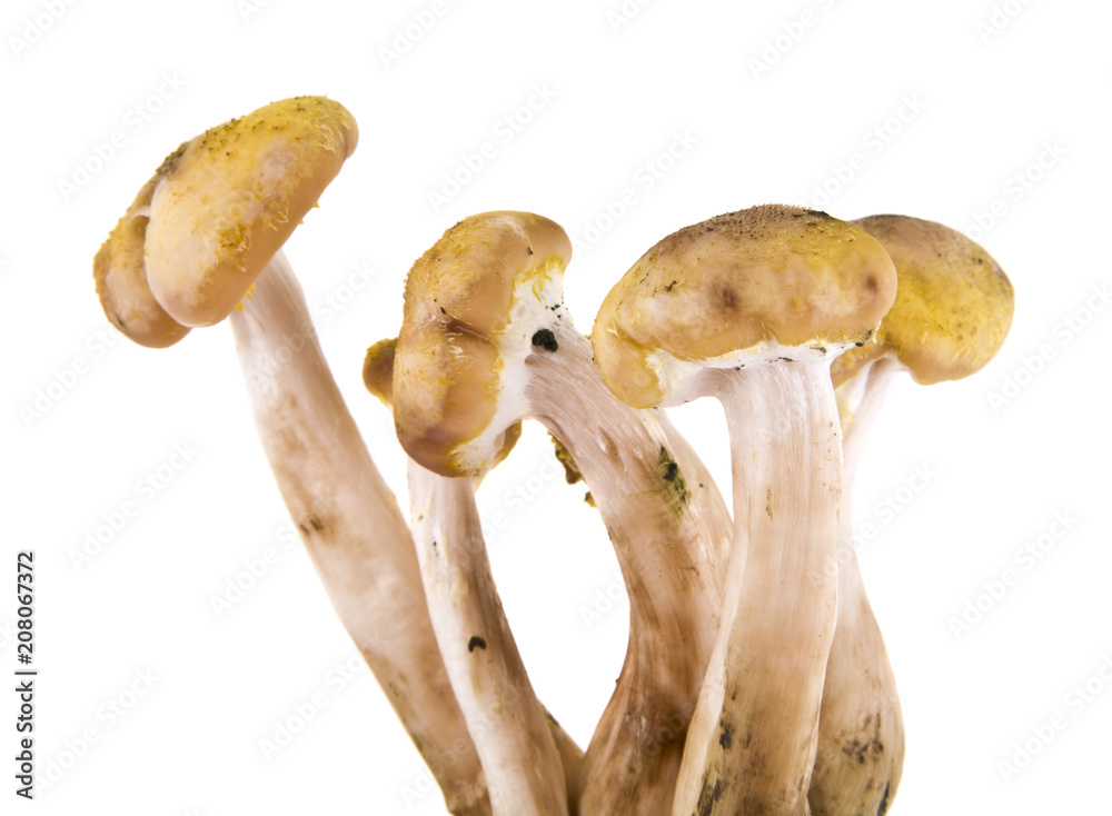 Fototapeta premium mushrooms isolated on white background