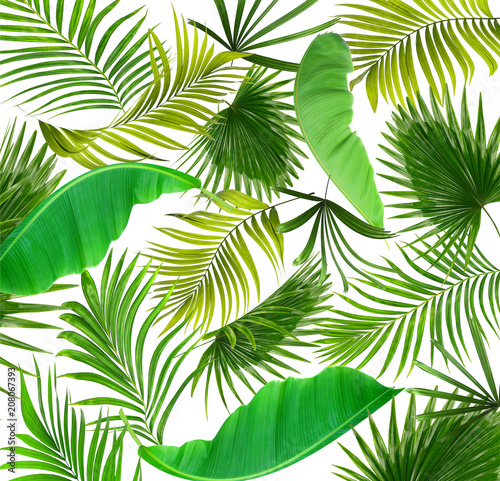 Green leaves of palm tree on white background © studio2013