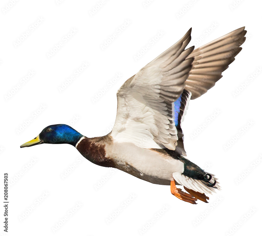 mallard duck drake with blue head on white in flight Photos | Adobe Stock