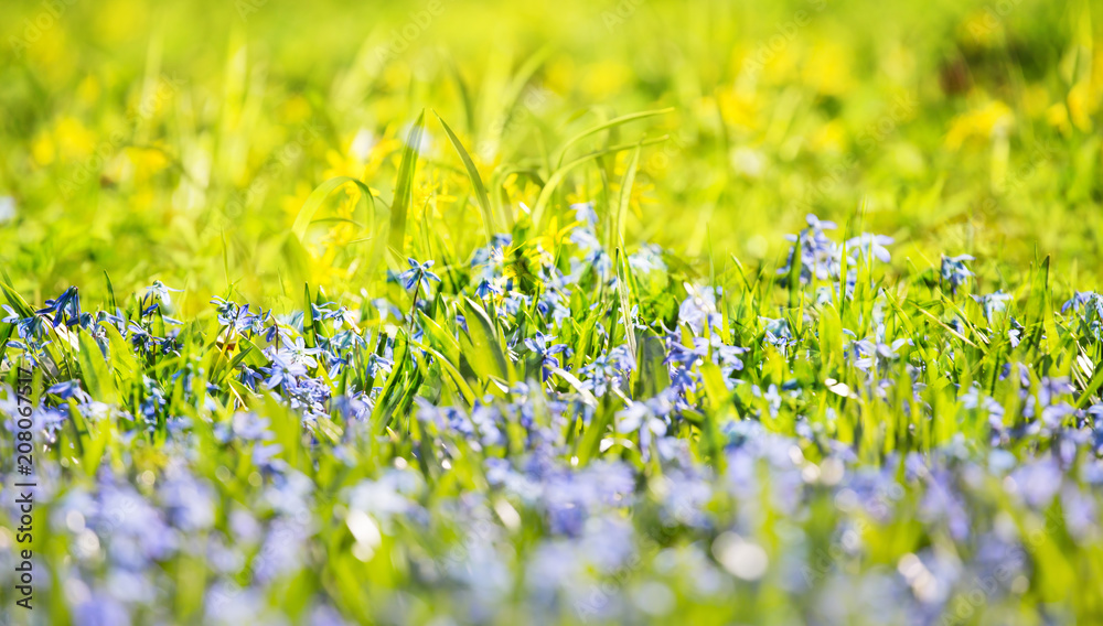 field with bright blue flowers in grass