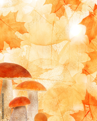 orange maple leaves and mushrooms background