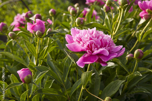 peony flowers in the garden photo