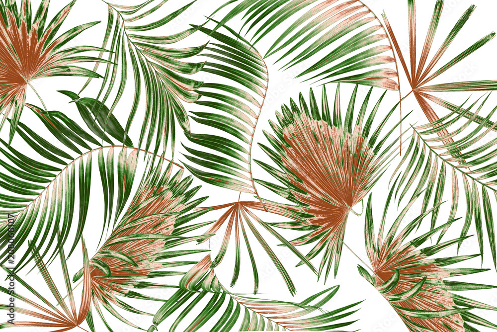 Fototapeta mix green leaves of palm tree on white background