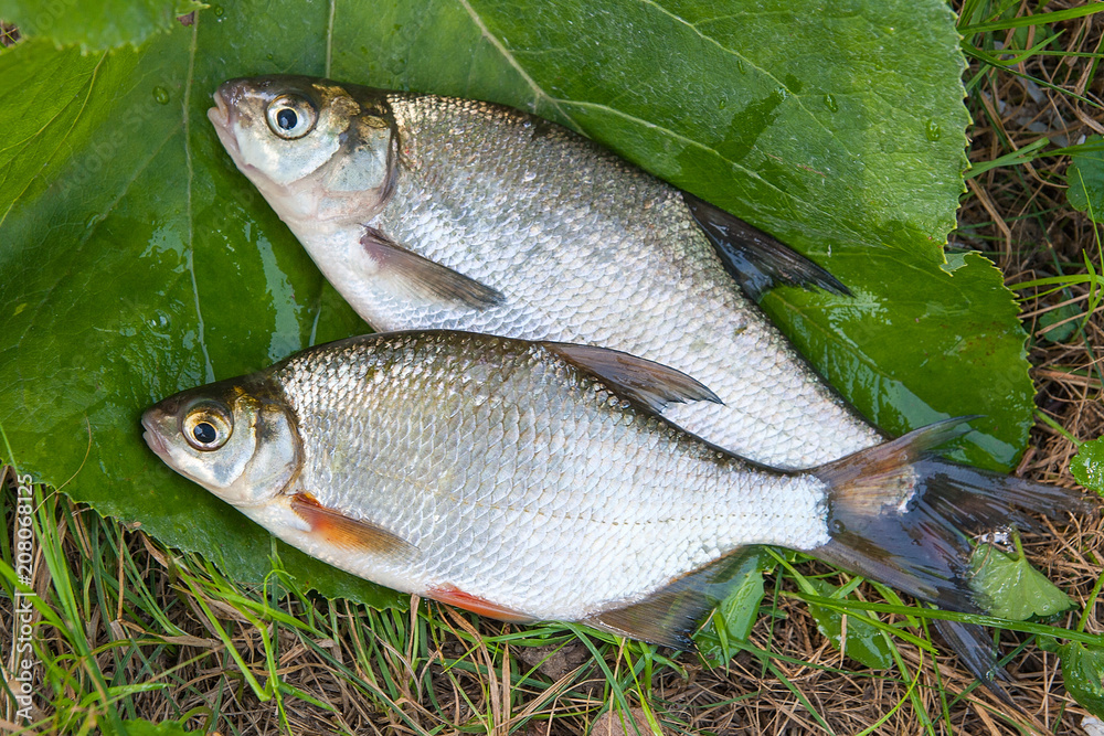 Fishing concept. Freshwater fish and fishing rods with reels on green  grass. Single freshwater white bream or silver bream and common bream known  as b Stock Photo - Alamy