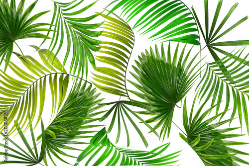 Green leaves of palm tree on white background © studio2013