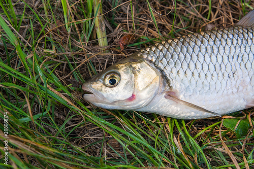 View of the European chub fish on the natural background. .