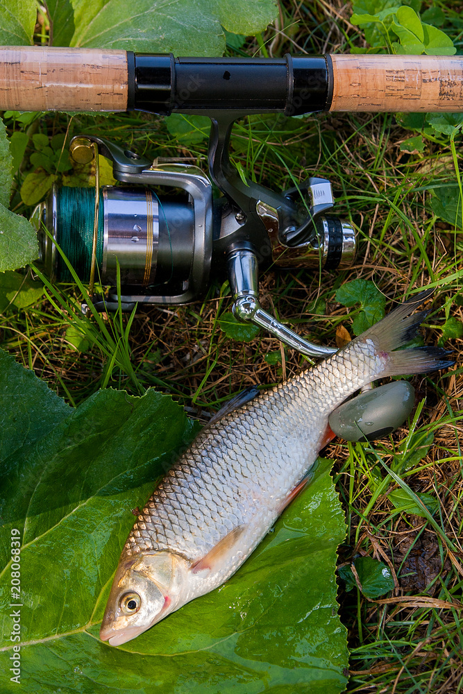 View of the European chub fish and fishing rod with reel on the natural background. . View of the European chub fish and fishing rod with reel on the natural background. .