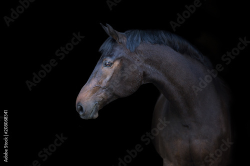 Bay horse portrait on black background © kwadrat70