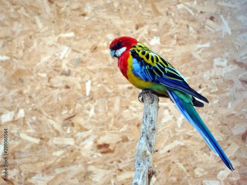 Parrot with colorful feathers photo