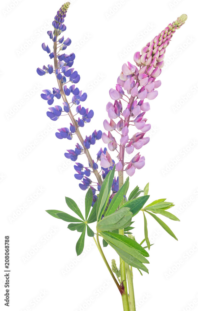 Obraz premium two lupines isolated on white
