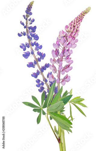 two lupines isolated on white