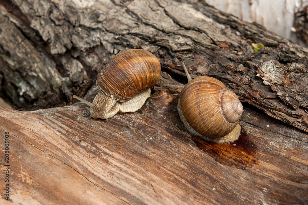 Two Burgundy snails (Helix, Roman snail, edible snail, escargot) crawling on the trunk of old aspen tree. . Two Burgundy snails (Helix, Roman snail, edible snail, escargot) crawling on the trunk of old aspen tree. .