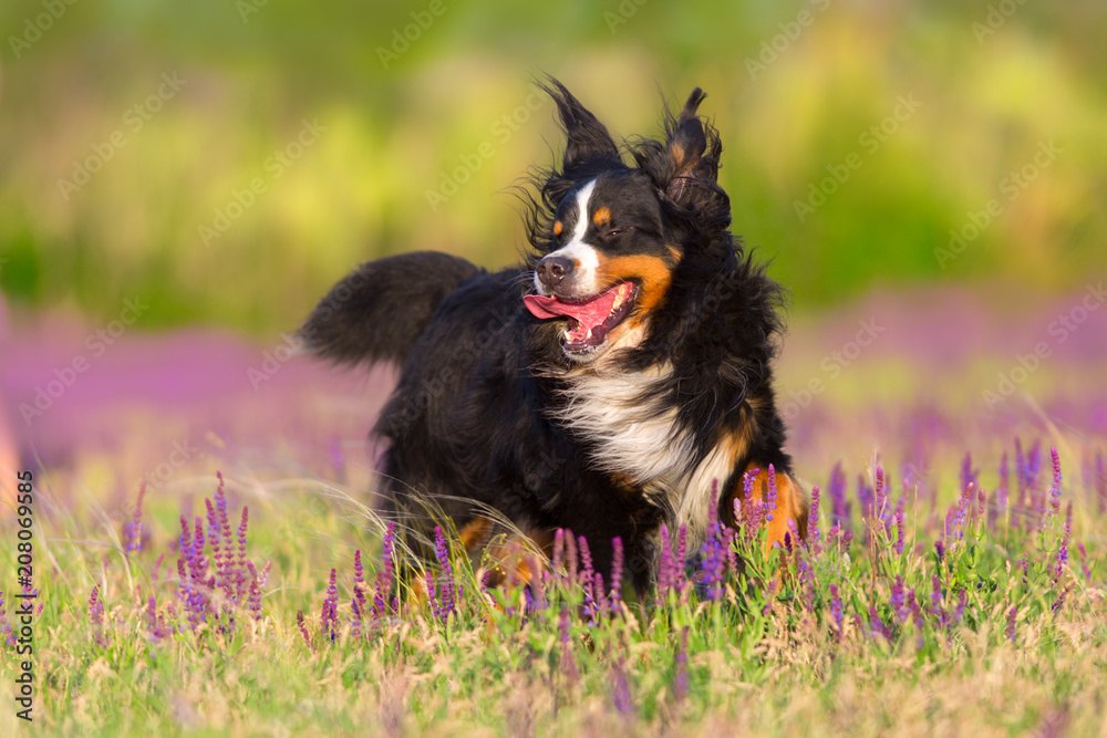 Bernese Mountain Dog run in violet flowers field Bernese Mountain Dog run in violet flowers field