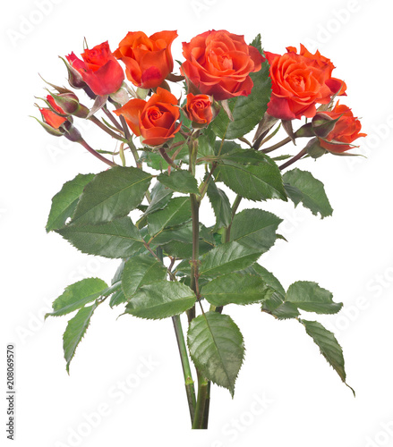 beautiful bunch of orange color small roses isolated on white