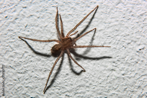 Spider crawling on a wall macro