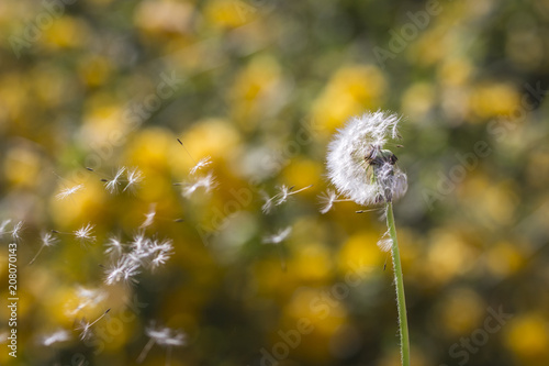 Dandelion is blown away by the wind