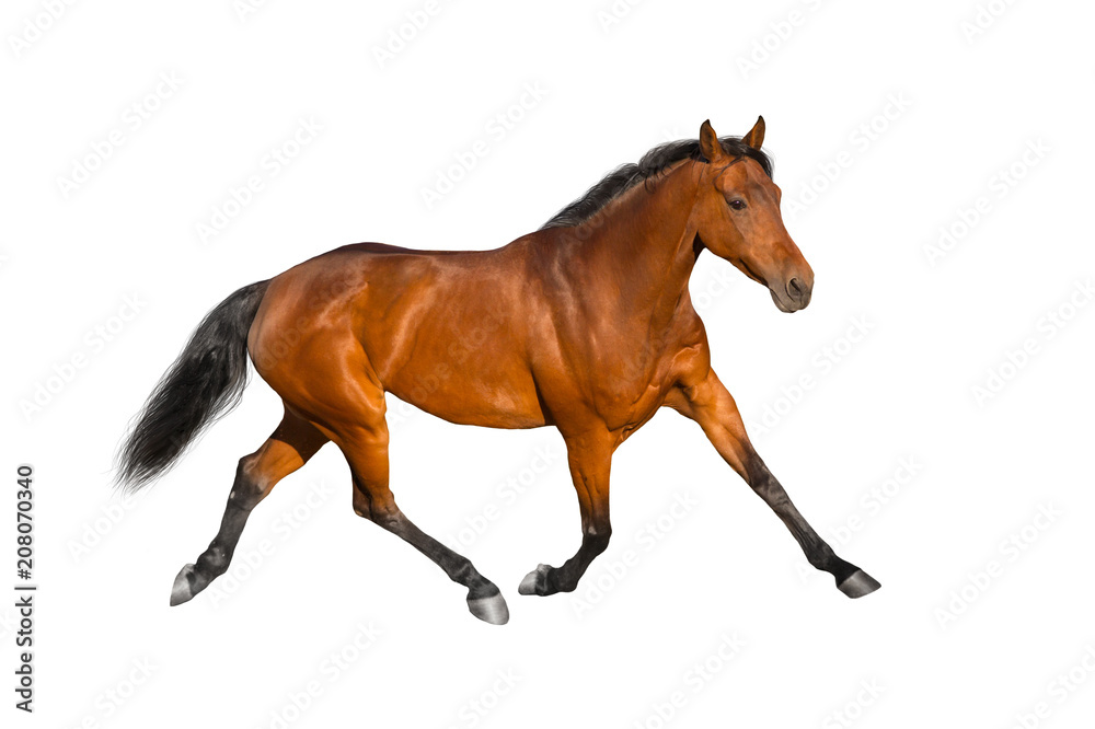 Bay horse run isolated on white