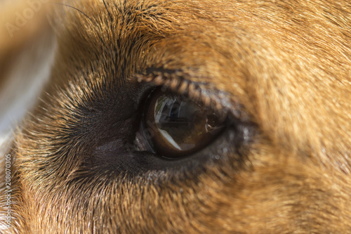 Macro - Eye of a Dog (Beagle)