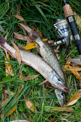 Freshwater pike fish and fishing equipment lies on green grass with yellow leaves..
