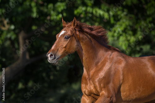 Horse portrait on summer landscape outdoor