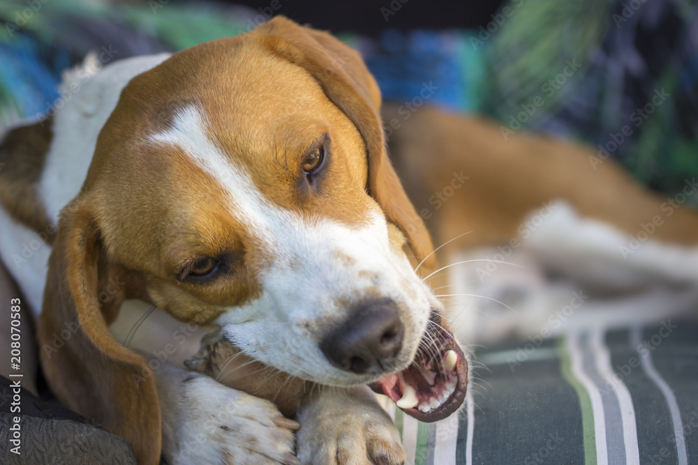 Beagle holds a treat between his paws and chews