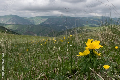 alpine meadows