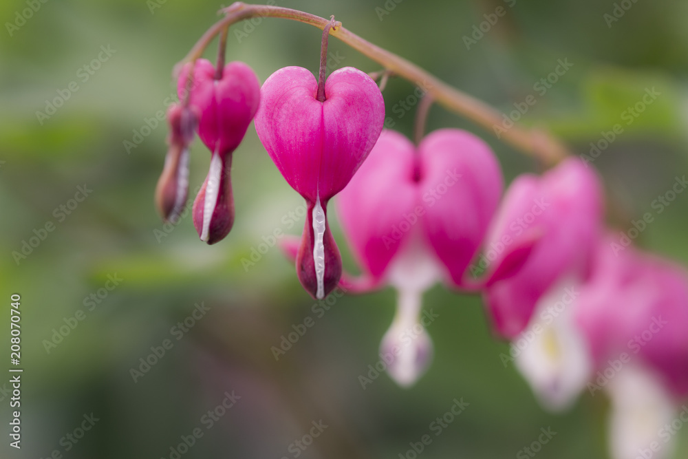 Bleeding Heart (Lamprocapnos spectabilis) Bleeding Heart (Lamprocapnos spectabilis)