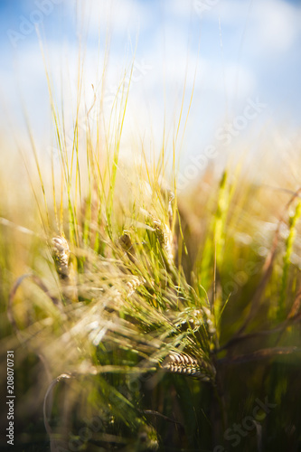 Wheat field. Ears of golden wheat close up in a rural scenery under Shining Sunlight. Background of ripening ears of wheat field.