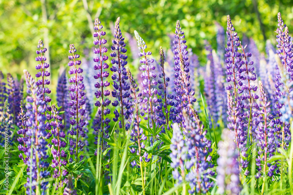 Fototapeta premium lilac flowers in the field