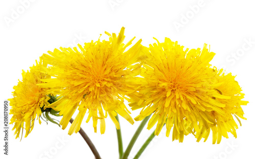 yellow dandelions on a white background