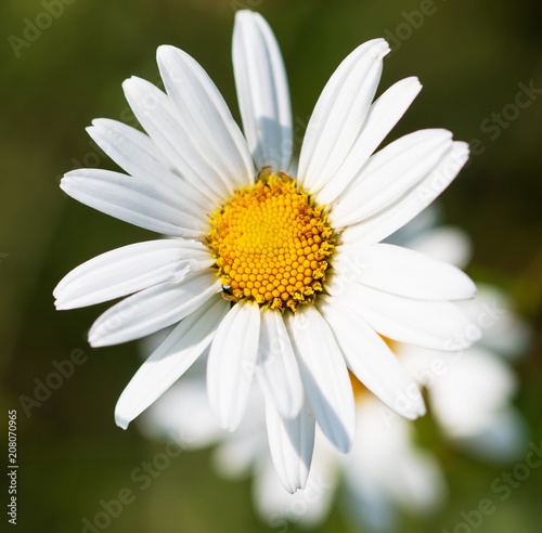 white daisies in the garden