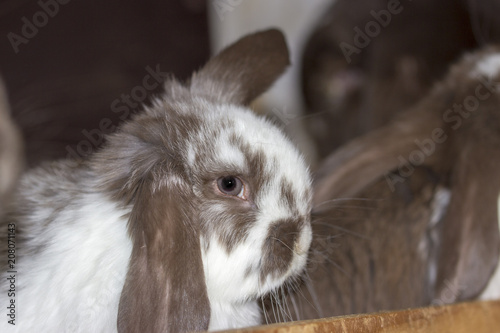 white brown rabbit with floppy ears