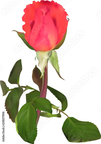single red rose bud in green leves on white