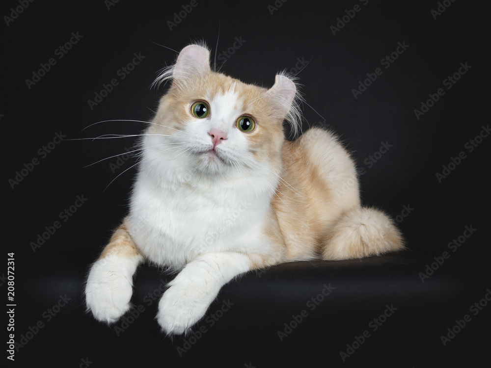 Fototapeta premium Creme with white adult American Curl cat laying on black background