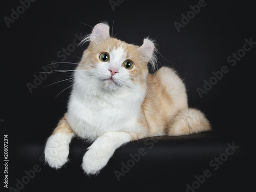 Obraz na płótnie Creme with white adult American Curl cat laying on black background