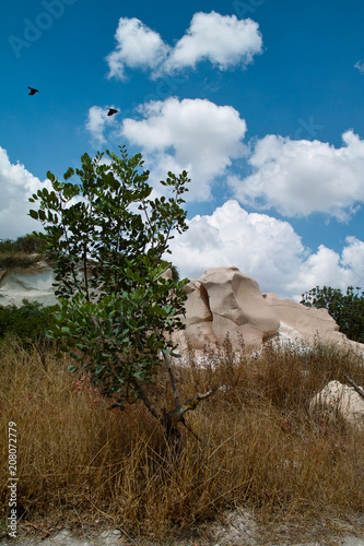 Bush  lime rock at the background  cloudy sky