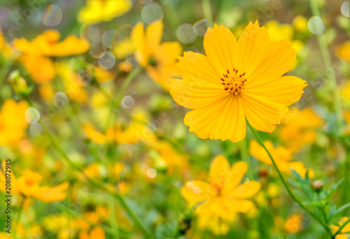 Selective focus of beautiful yellow flowers blooming in park 